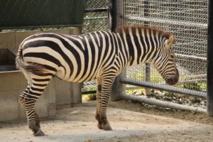 福岡柳川で川下りを楽しむならどこがいい？