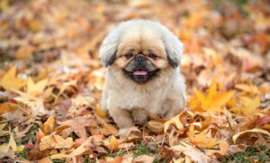 宮崎から高千穂へのアクセス方法は？